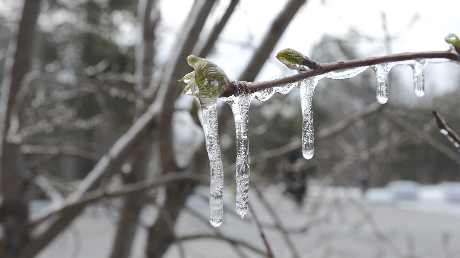 Эксперт: Ранняя весна в РФ может спровоцировать возврат заморозков