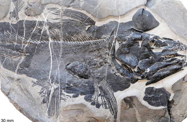 "Живое ископаемое" возрастом в сотни миллионов лет обнаружено в Китае