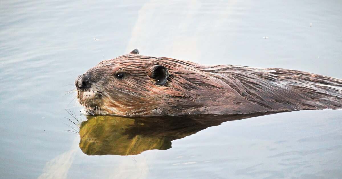 ������: ������� �� ���������� ����� ����� �� ������ �������� ���