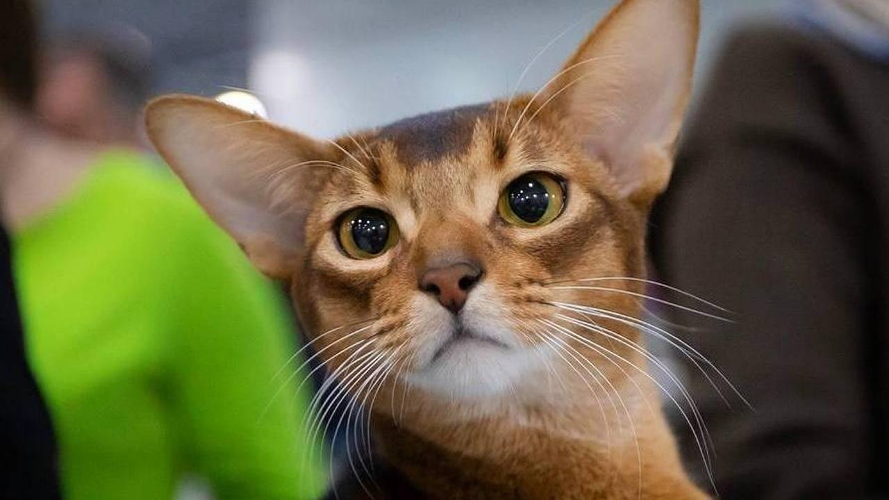 ��� �� ������ �������� ����� �������� � ����