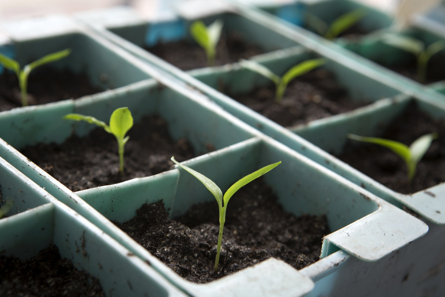 Спрос на саженцы и рассаду в Москве вырос в 16 раз в начале весны