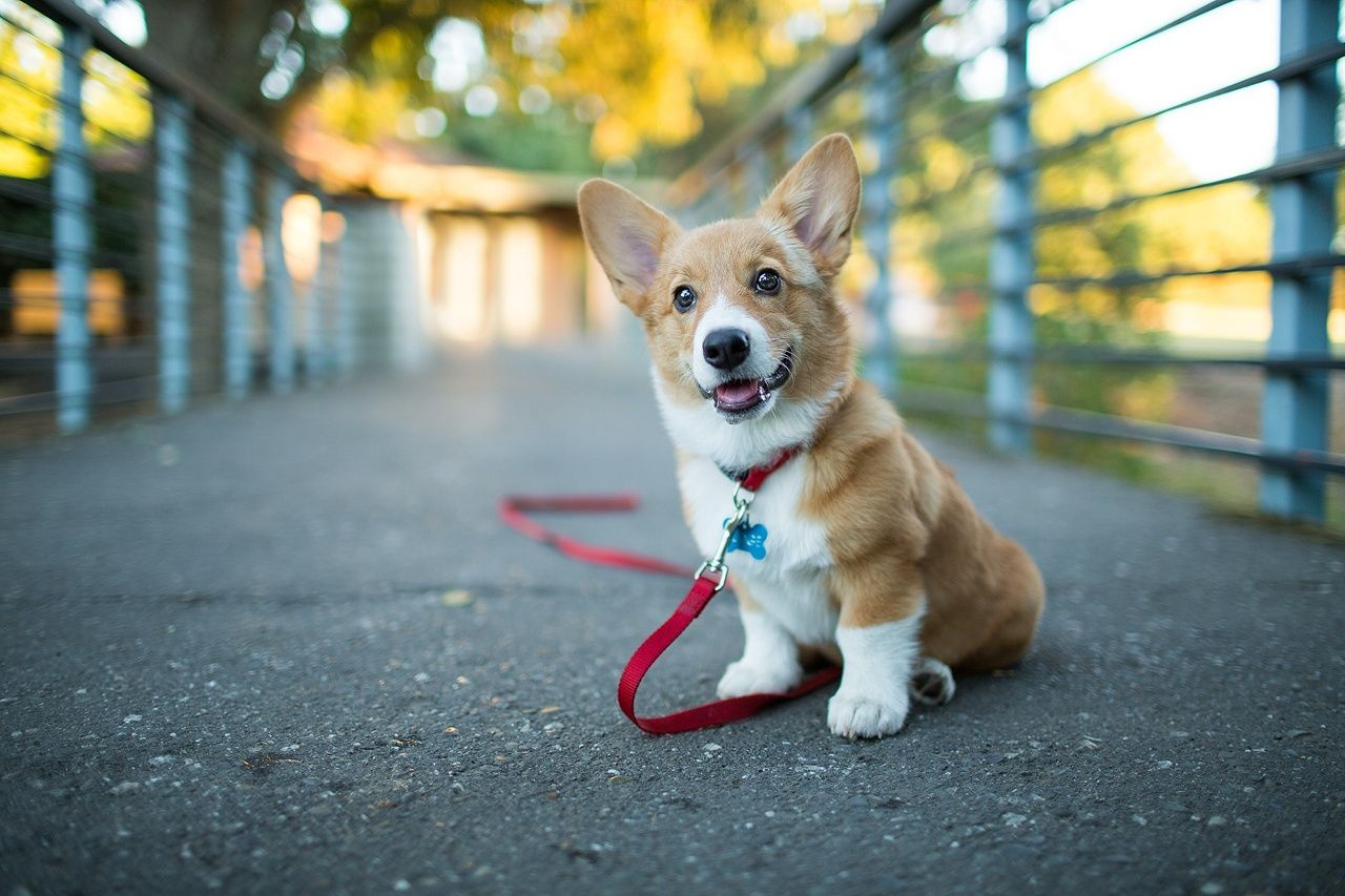 ��������� ����������, ��� ������� ������ ������� ��� �������