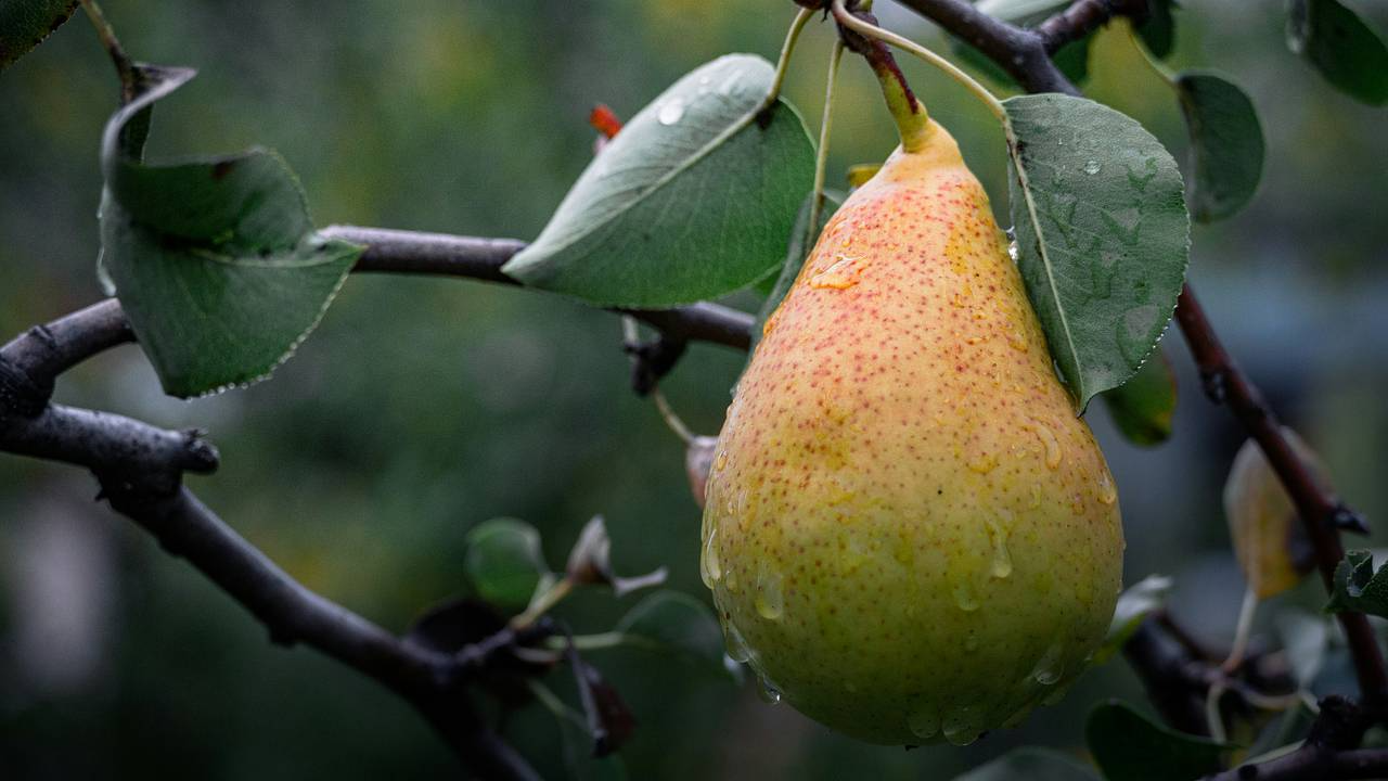 ������� ��������� �������� ��� ������ ��������� �� ����������