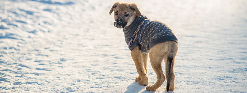 Кинолог назвал симптомы переохлаждения у собак на улице