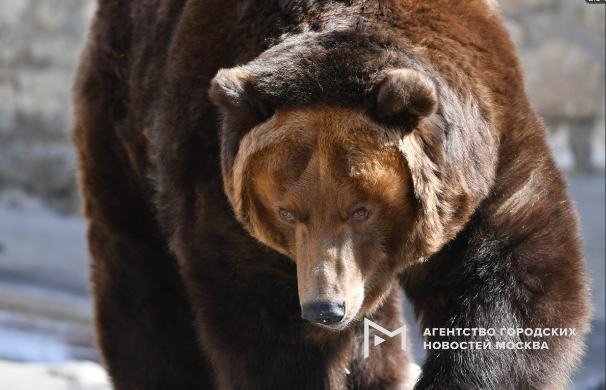 Биолог Глазков: Бурый медведь может появиться на территории Москвы