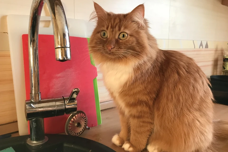 ����������� ������� ��������, ������� ��� �������� �����