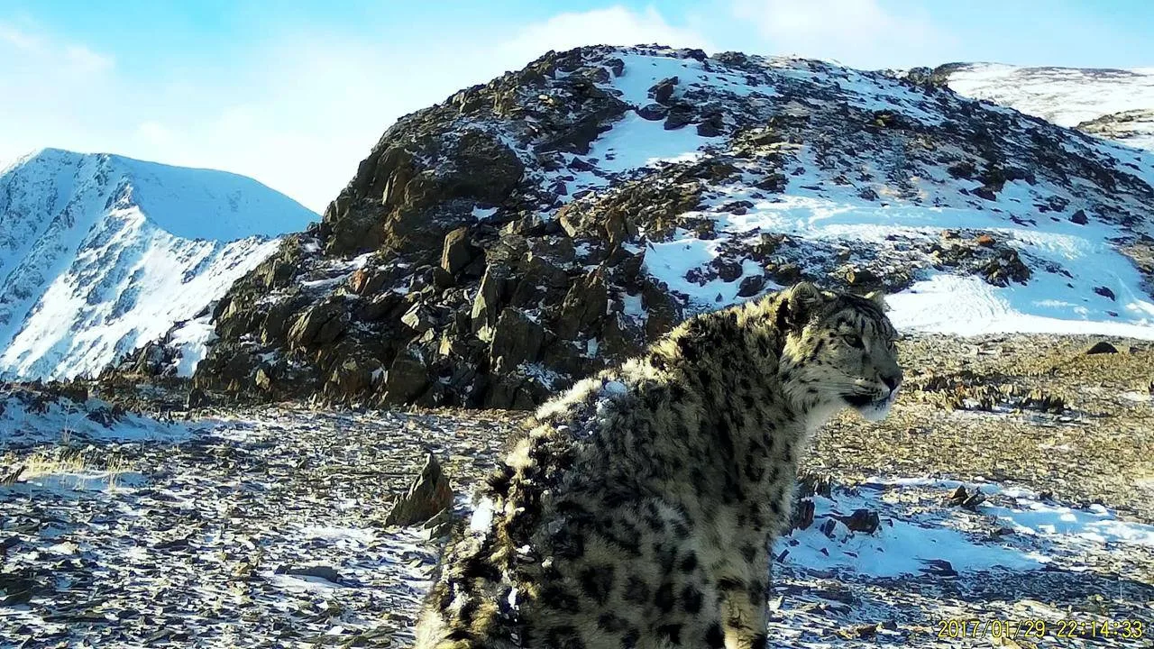 Объявлен конкурс на лучшее имя для необычного снежного барса