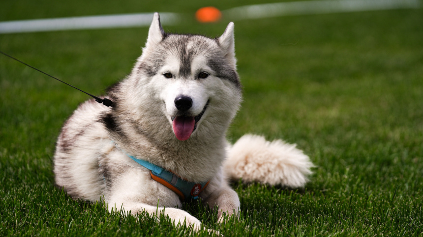 «Моспитомец» поможет животным обрести новых хозяев – эксперт Сиротенко
