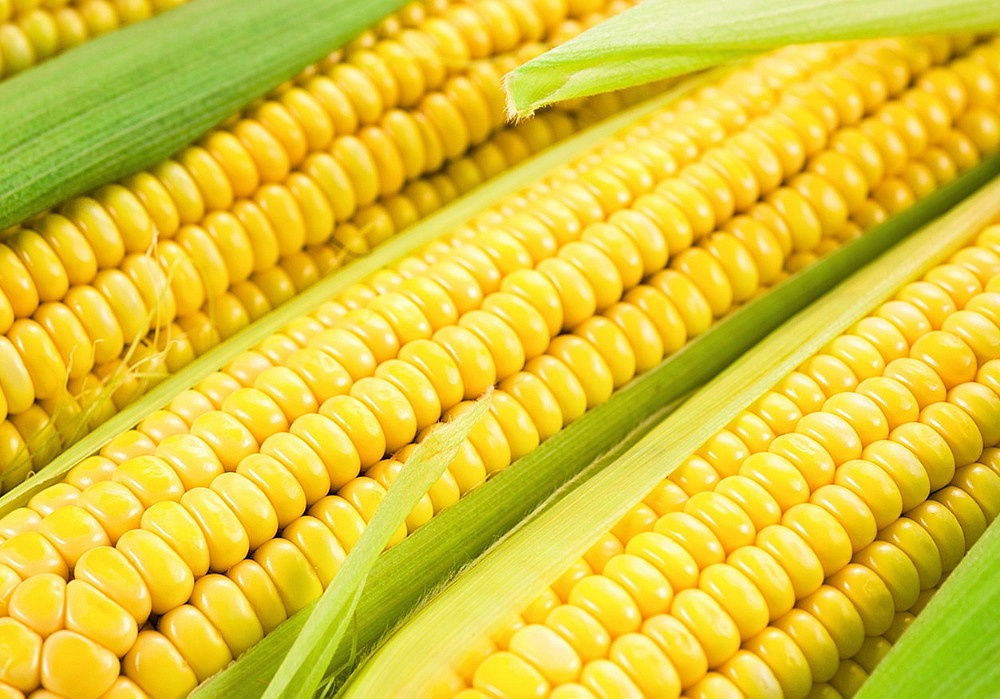 Почему в рационе осенью должны быть свекла и кукуруза