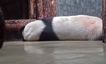 В Московском зоопарке объяснили, почему панды спят по 12 часов в сутки